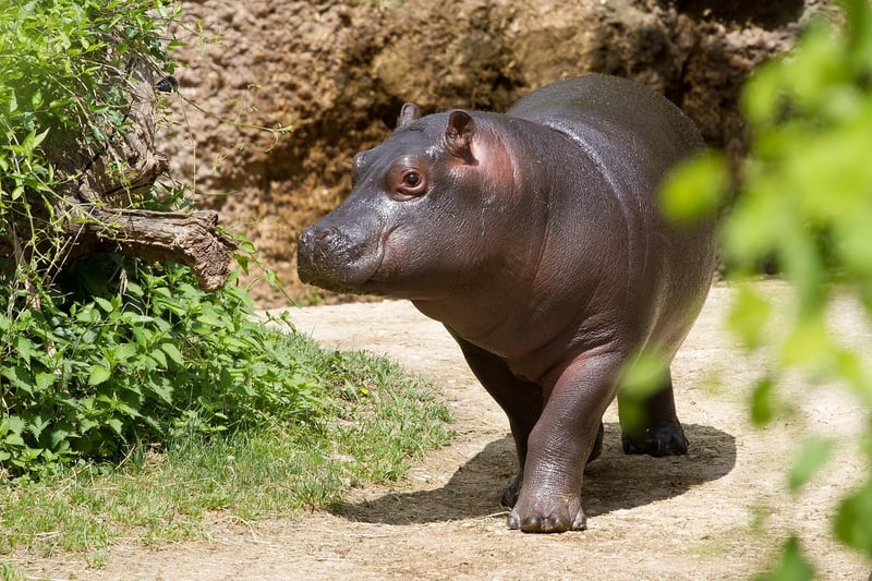 Hippo in the wild