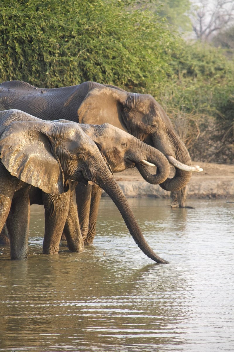 Safari Wildlife